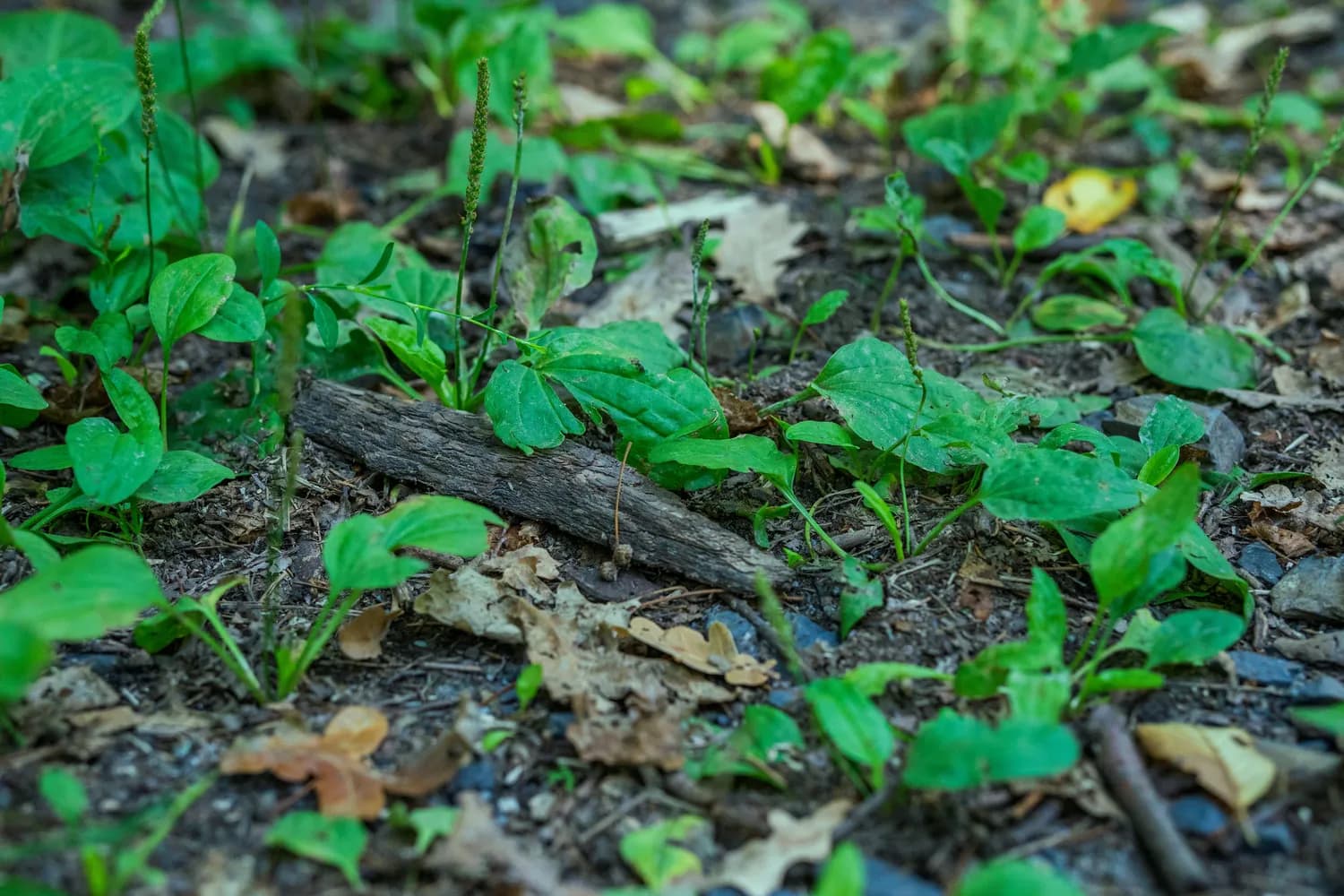 五灵脂：神奇的动物粪便药材