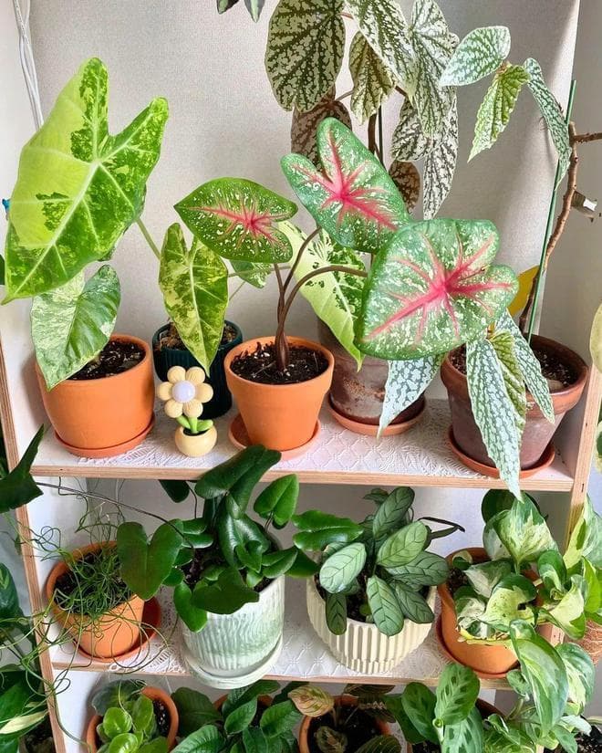 养盆栽植物多久换盆换土一次？换盆有啥讲究？一次性说完