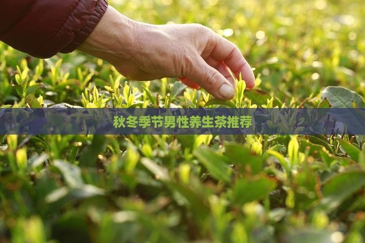秋冬季节男性养生茶推荐