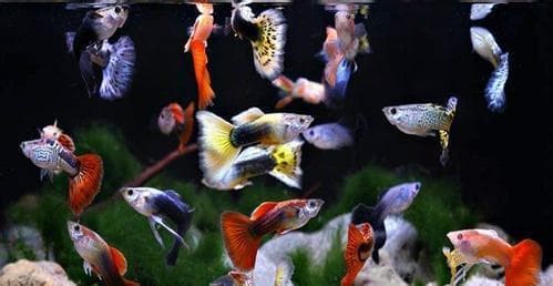 孔雀鱼的完美搭档：与各种螺类共舞的水族箱生态
