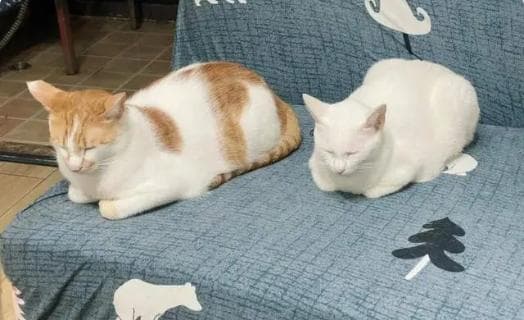 如何读懂猫咪的身体语言？（解读你的猫在说什么）