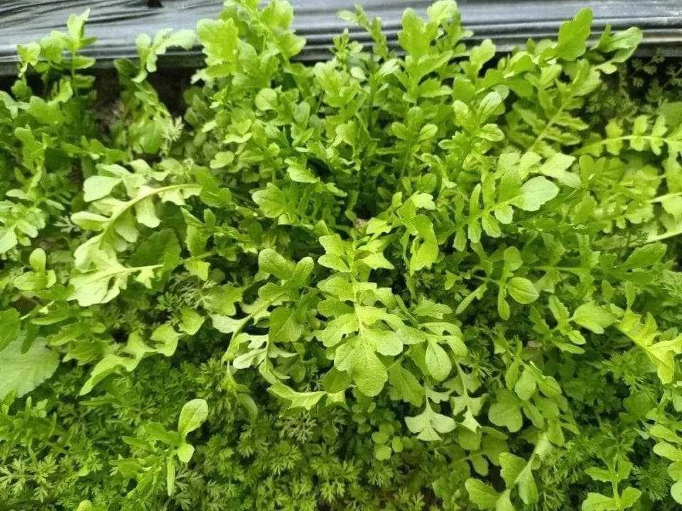 万物有灵 | 菜中甘草赛灵丹——荠菜