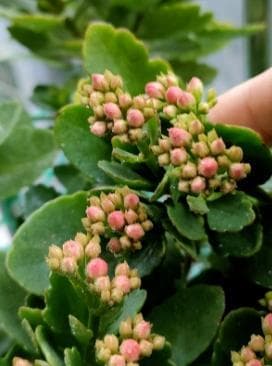 什么花放在卧室有助于睡眠？释放氧气最多的植物有哪些？（卧室养什么花释放氧气）