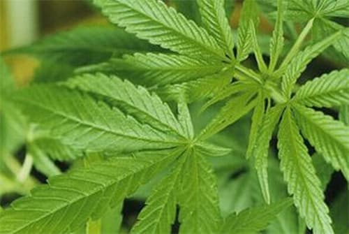 水甴曱草的功效与作用