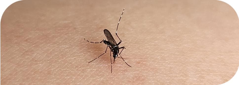 蚊子的生态习性与防治方法