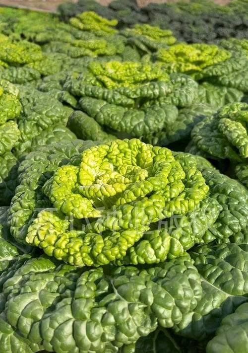 黄心乌塌菜种植全指南（从时间、方法到管理）