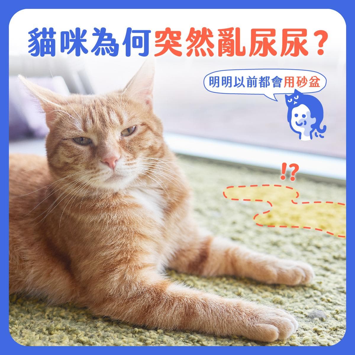 猫咪乱尿怎么办？5大原因+3大解决方案全解析