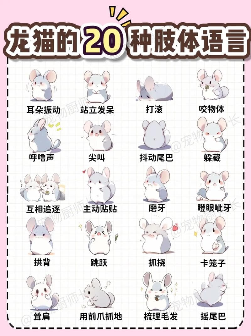养龙猫的10个忠告：从饲养到注意事项的全面指南