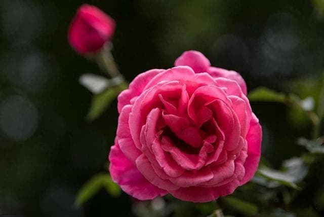 月季花怎么修剪，掌握些技巧，助力花朵绽放更灿烂