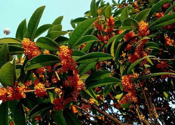 桂花树土壤怎么配？怎样养桂花树？