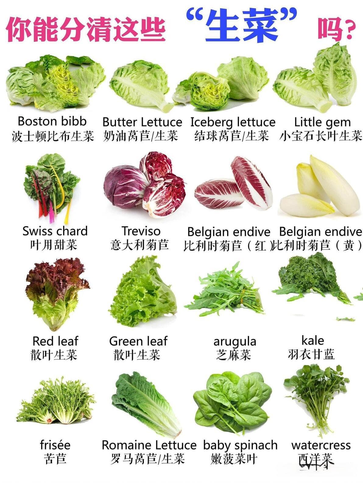 16种生菜中英文对照｜生菜分类图鉴