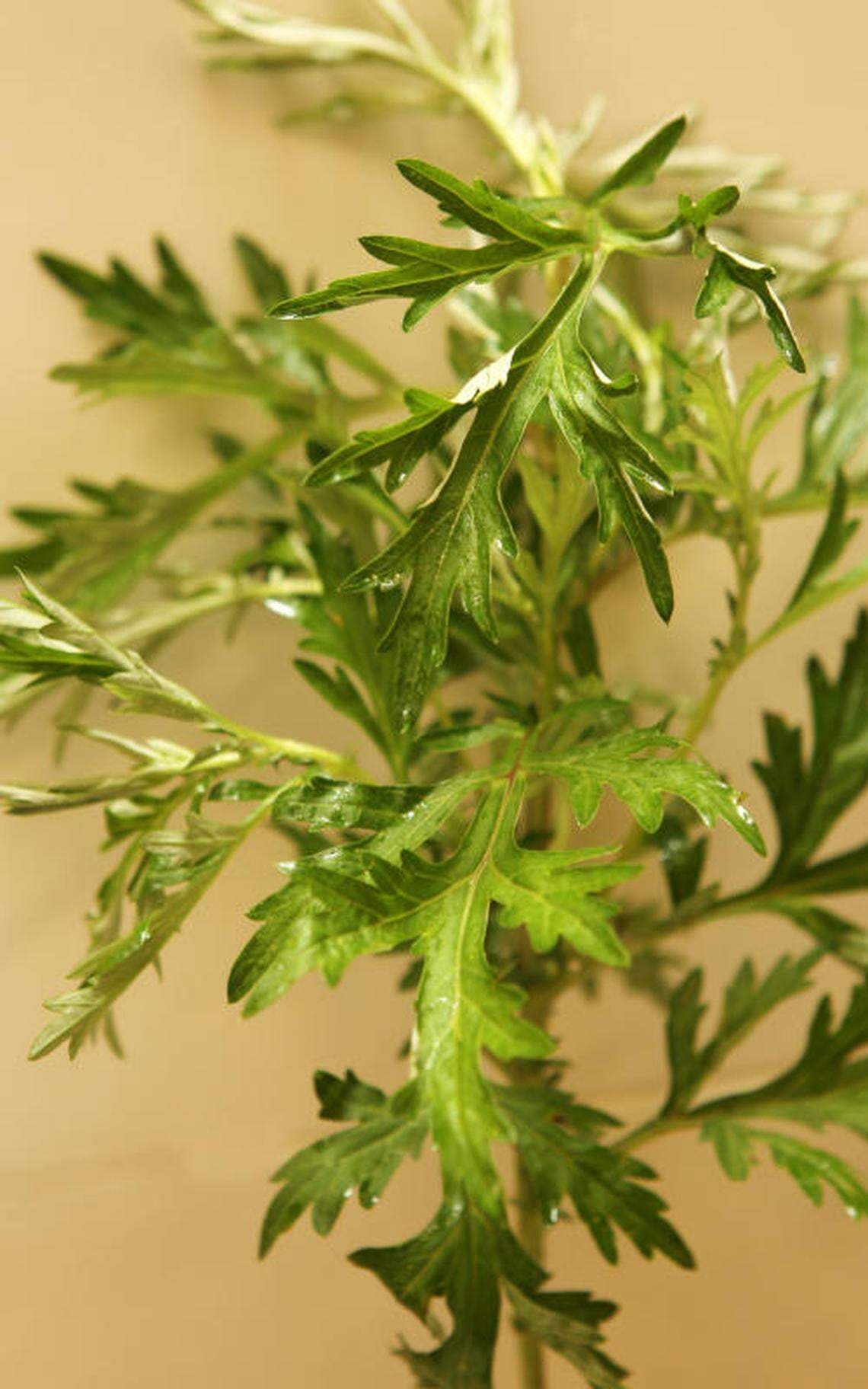 自制驱蚊香囊：中医传统方法远离蚊虫困扰