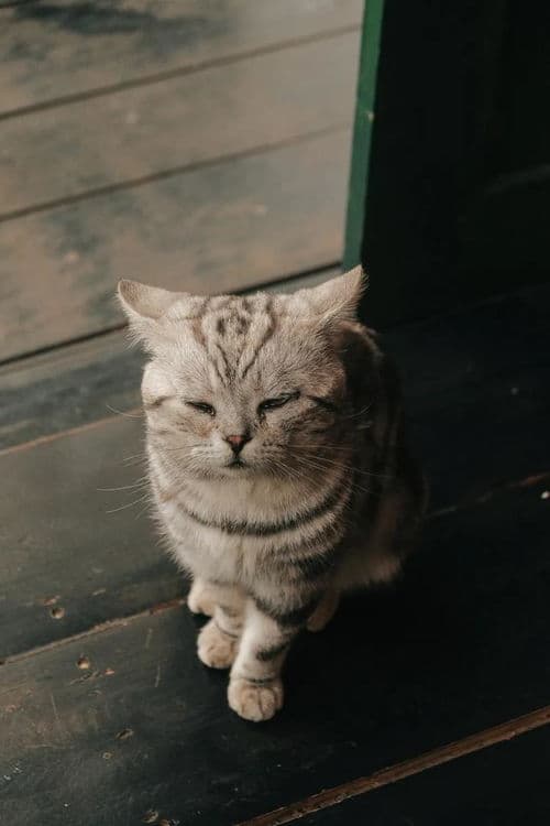 “猫咪寿命揭秘：了解你家毛孩的寿命长短！”