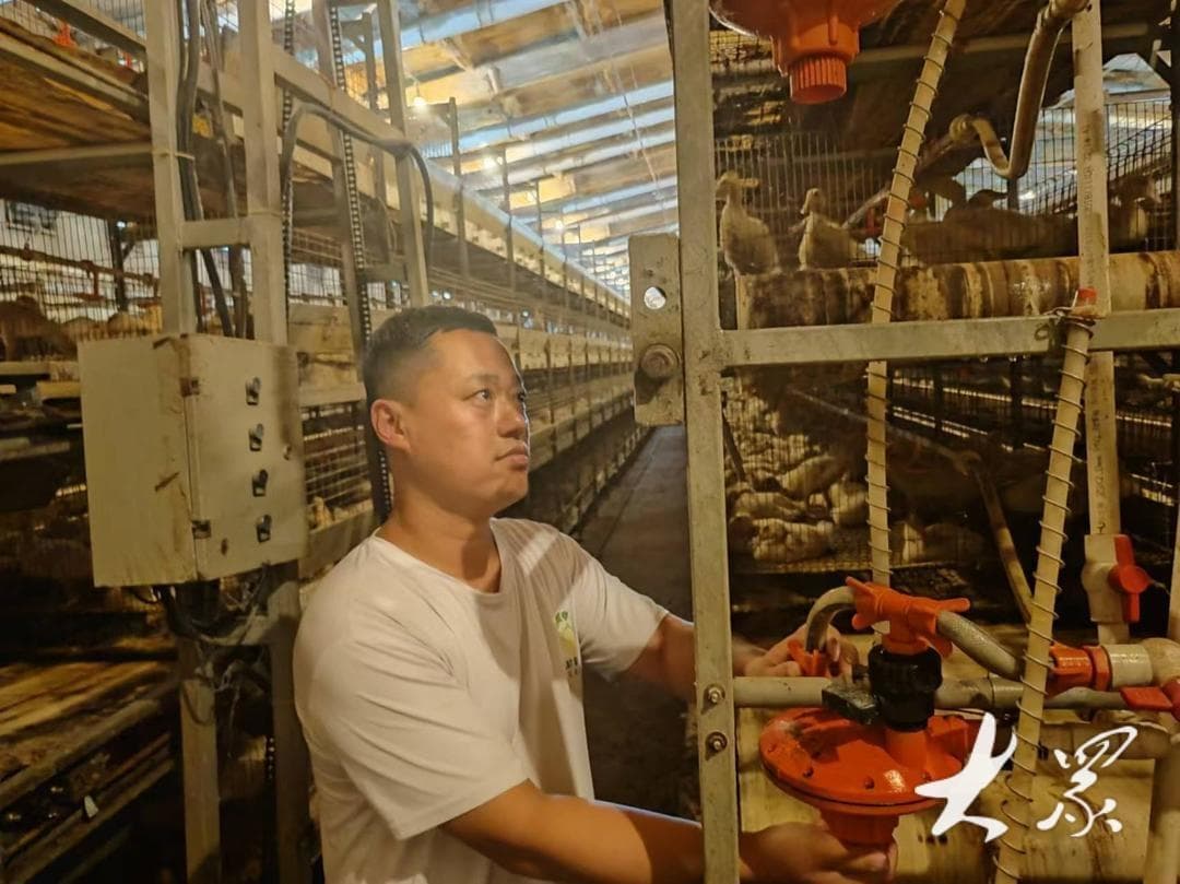 新泰鸭，顶呱呱——肉鸭产业高质量发展的新泰探索与实践