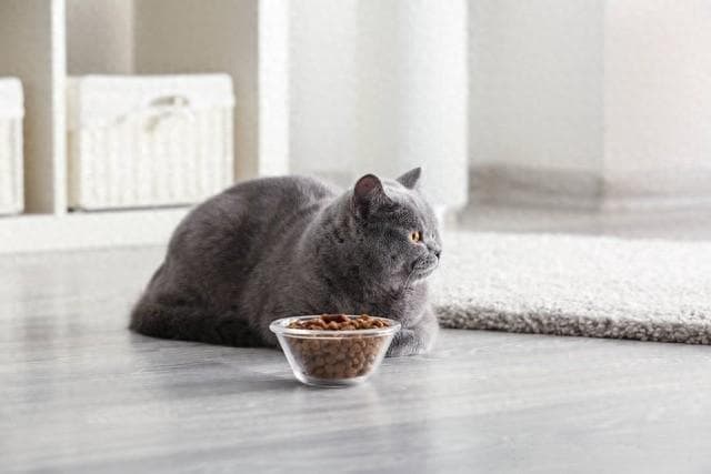 科普小课堂|猫咪究竟能吃人类的食物吗？