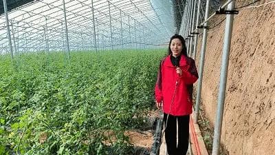 孝义：蔬菜大棚改造升级 设施农业提质增效