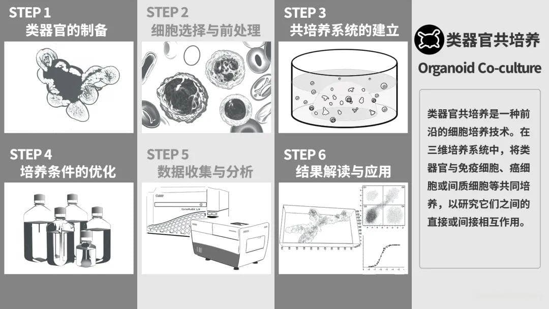 类器官共培养技术初探