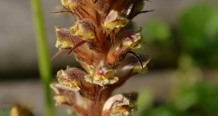12种不落叶植物大盘点：从杜鹃花到仙人掌的生态智慧
