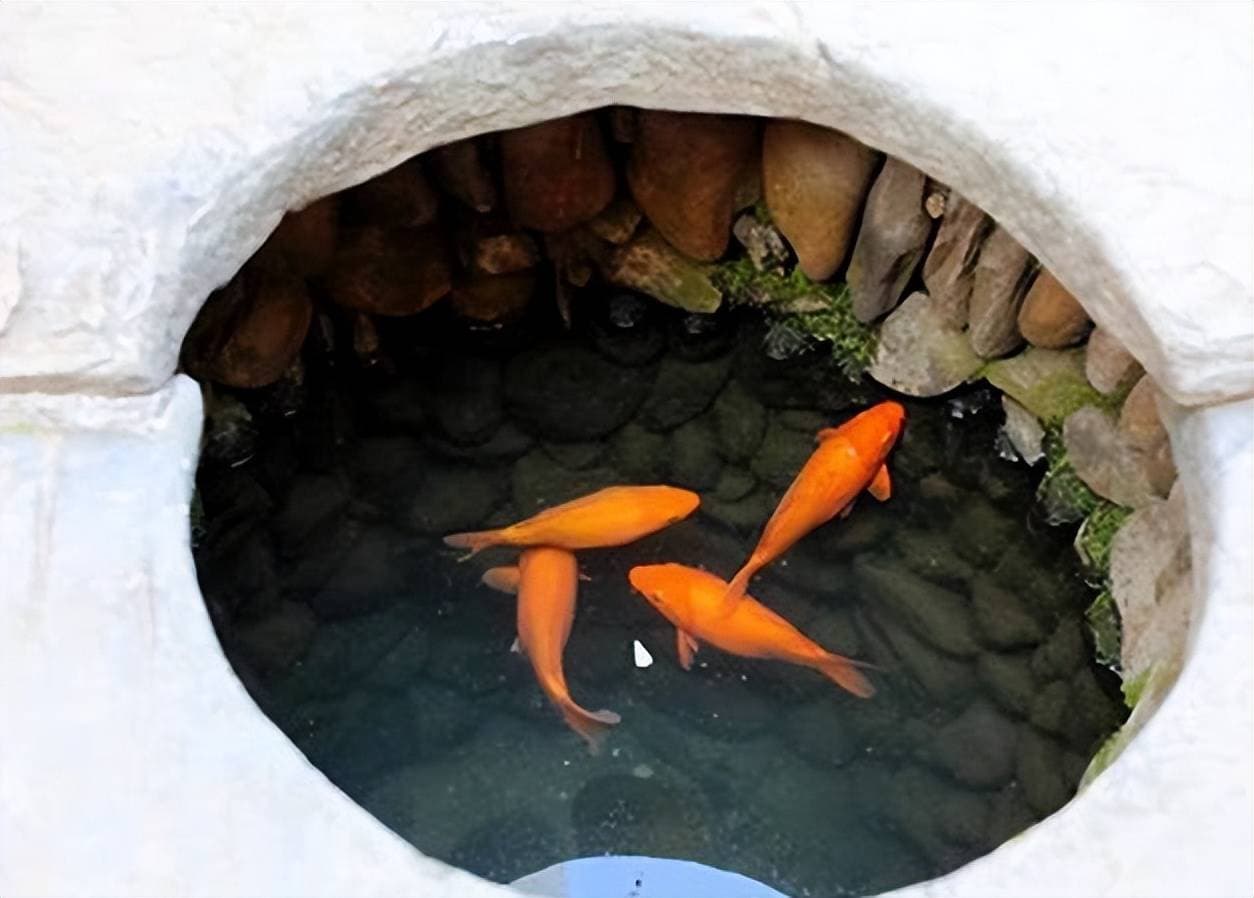 水缸或井里的鱼为何能长期不喂食存活？背后的科学原理令人惊叹