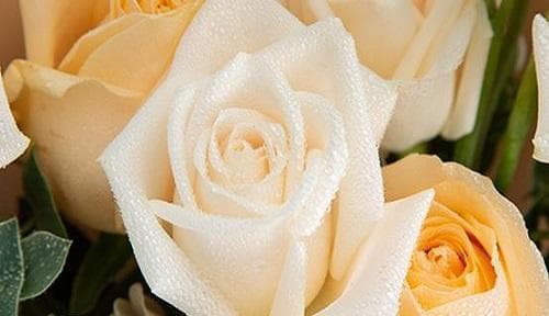 12朵玫瑰花语代表什么意思？12朵玫瑰花的寓意是什么？