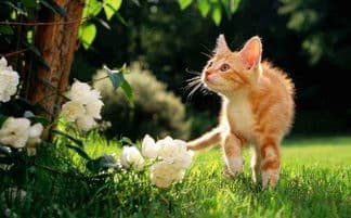 洋桔梗对猫有害，请勿接触！