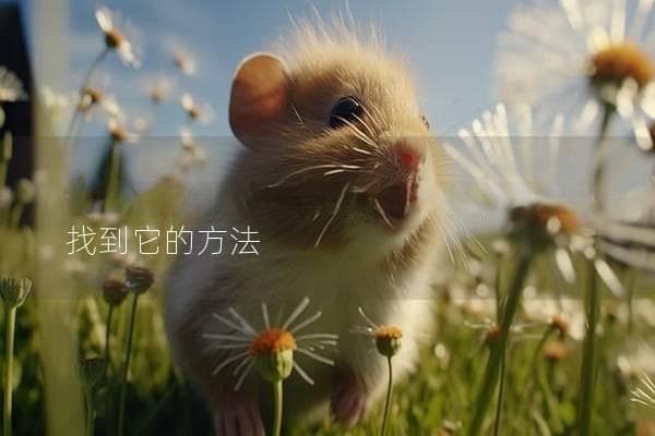 仓鼠跑了怎么办？五招帮你快速找回逃跑的仓鼠