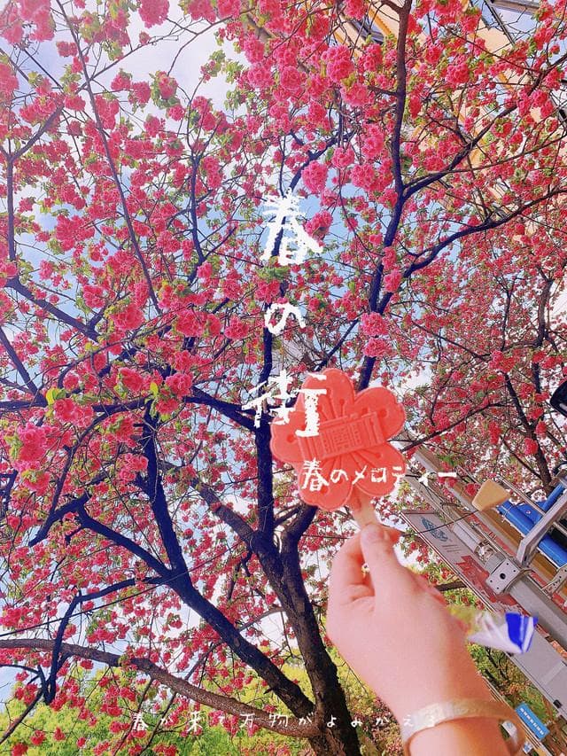 赴一场春天的花事，昆明赏花好去处