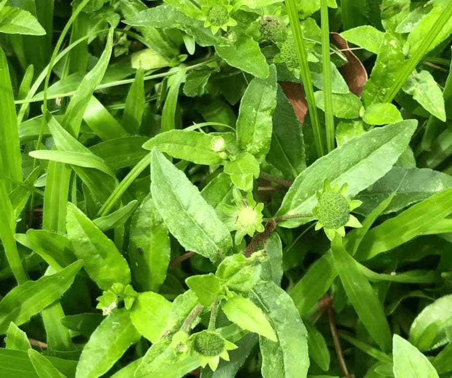 鳢肠：农村常见草药，折断流出“墨汁”