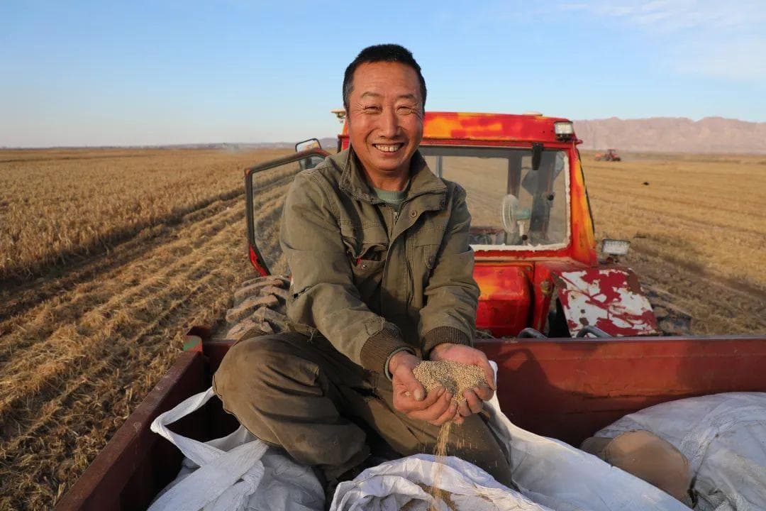 内蒙古杭锦旗：黄河滩上长出“黄金”米