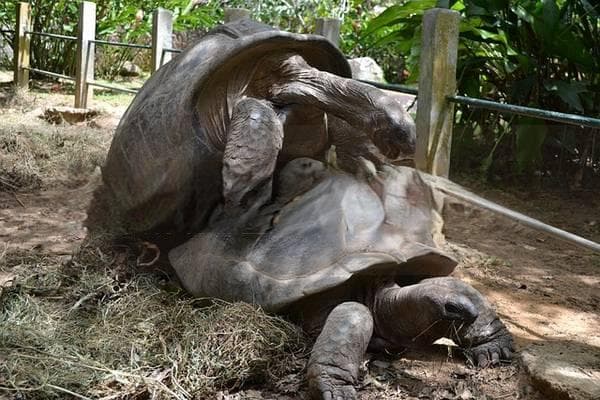 什么鱼可以和乌龟混养，适合搭配的水族伙伴有哪些？