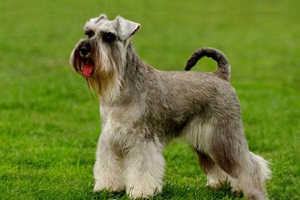 标准雪纳瑞犬：聪明活泼的德国传统犬种