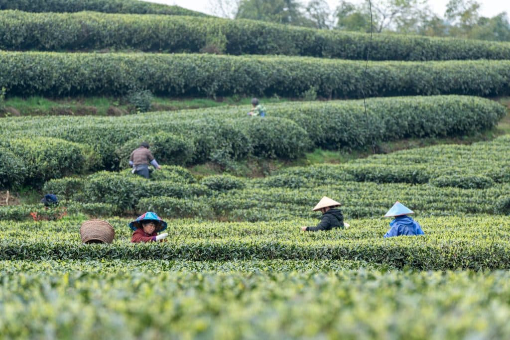 茶葉百科：茶葉種類、茶種起源、成分、製成全解