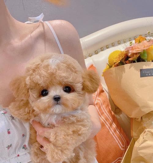 苏格兰牧羊犬的饮食要点：从幼犬到成犬的全面指南