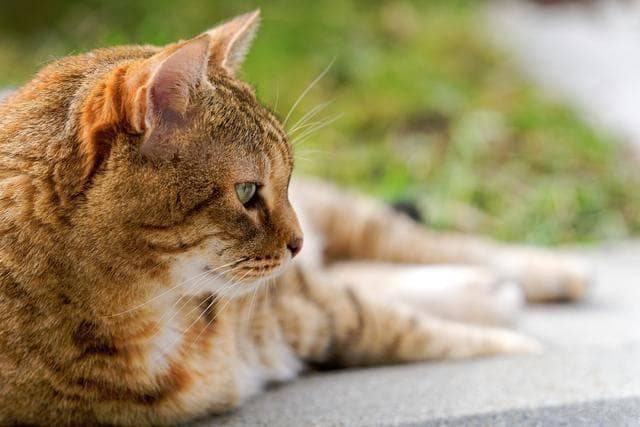 猫咪应激反应全解析：症状、对策与预防，守护爱宠身心健康