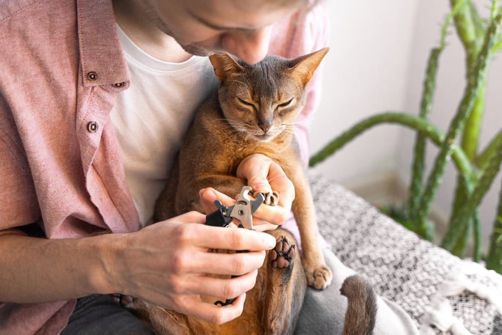 猫咪指甲修剪完全指南：频率、技巧与应急处理