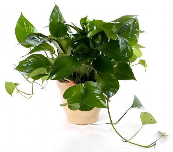 室内植物净化空气：科学依据与实用指南