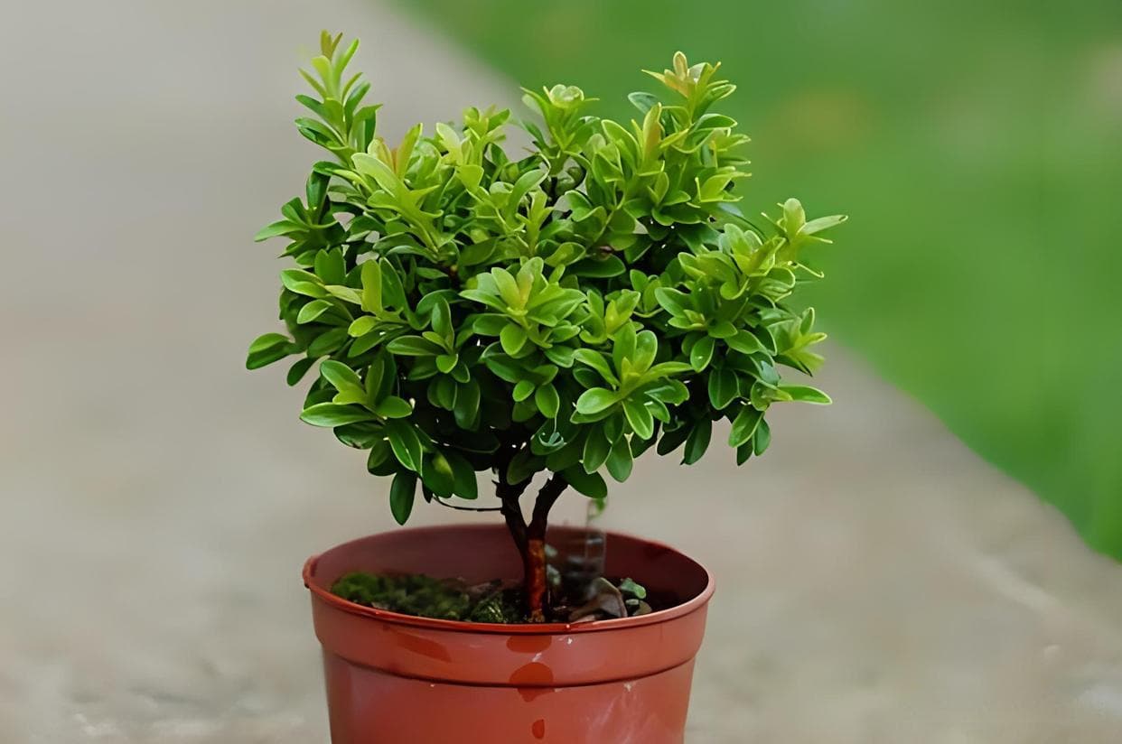 小叶赤楠：桃金娘科植物的观赏价值与园艺应用