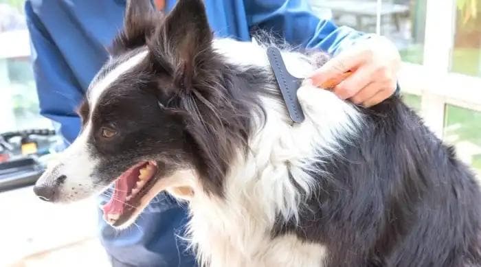 边境牧羊犬会掉毛吗?边牧几月份掉毛最厉害?