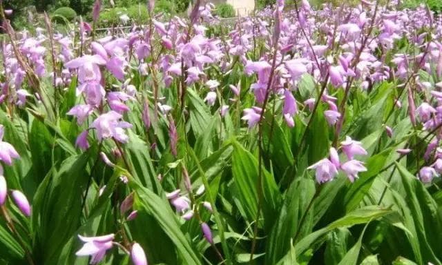 认识白芨：从形态特征到药用价值