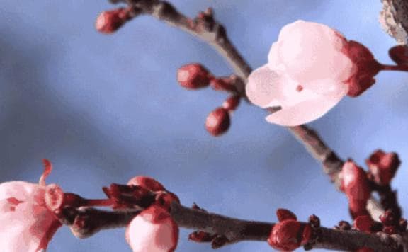 惊蛰前后，8种水果要常吃，滋润防春燥，好吃营养高，不懂就亏了
