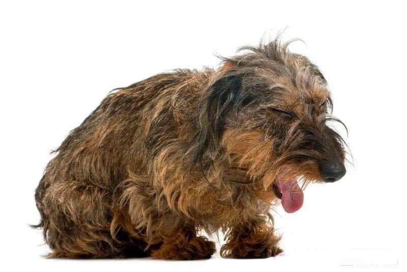 狗狗咳嗽不停？有可能是严重的心脏病！