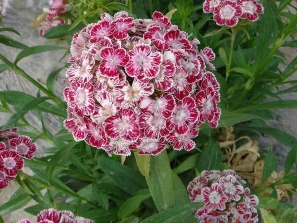 河北地区能种植的花卉品种有哪些？适合当地气候的品种
