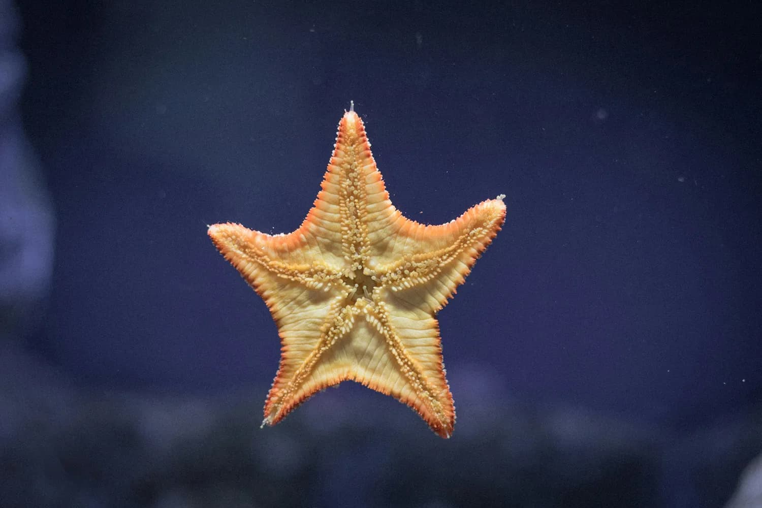《本草纲目》揭秘：海五星的神奇功效