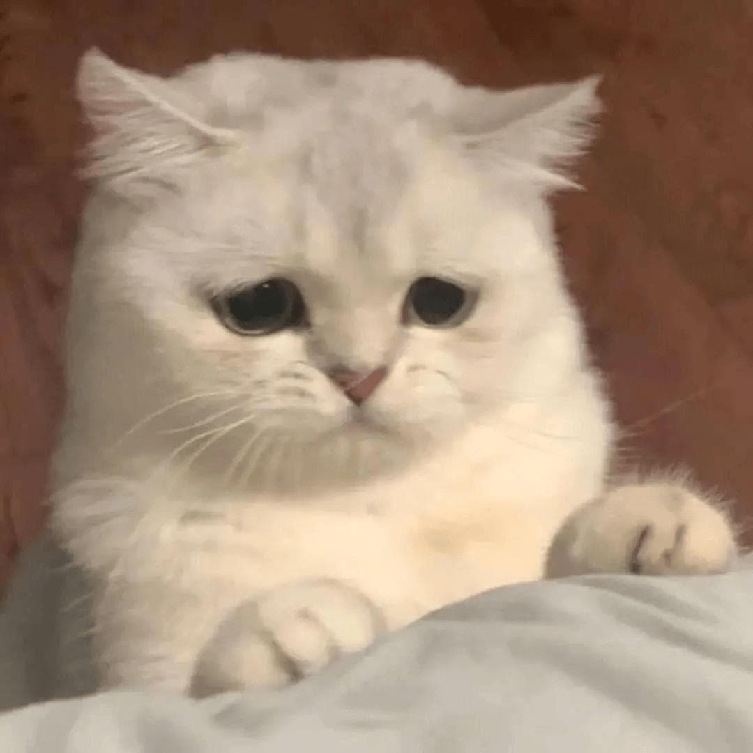 不给猫喂主食冻干是不爱猫？不喂点主食冻干小猫咪是真emo