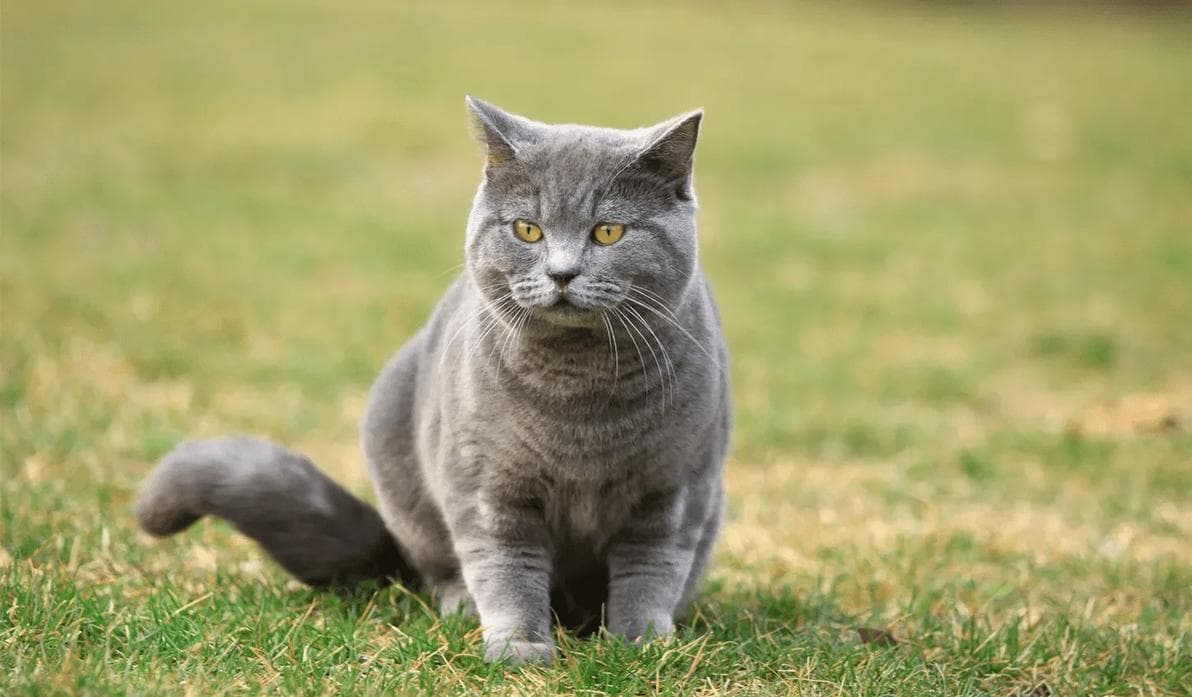 如何培养出不挑剔的猫咪饮食习惯？