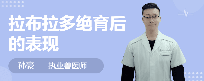 拉布拉多绝育后的表现及护理要点