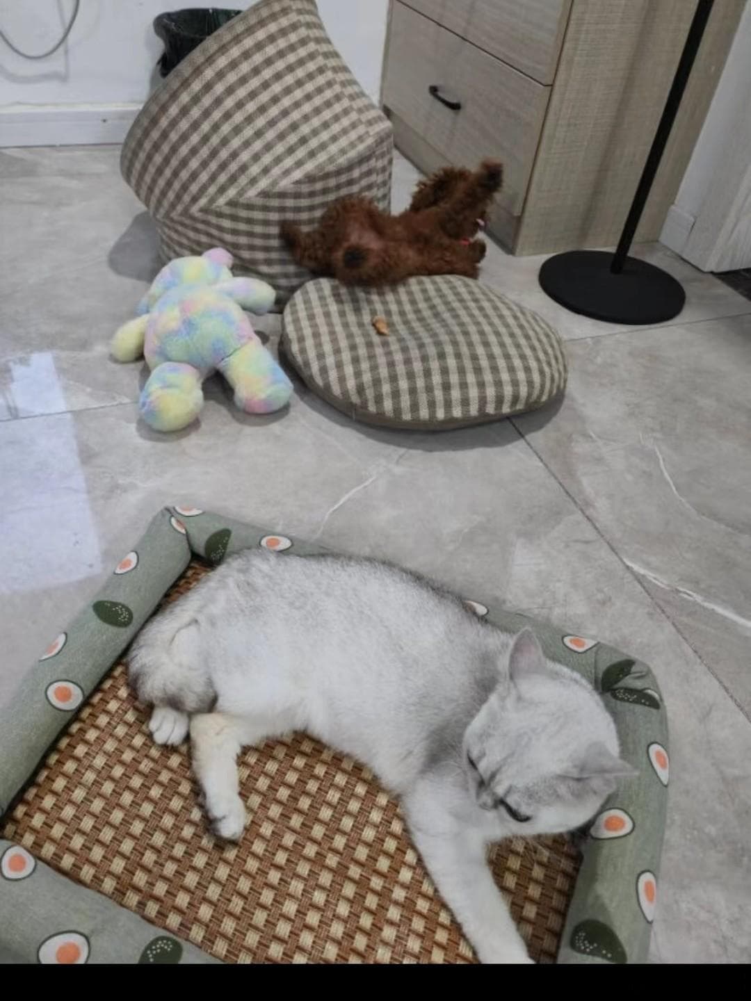 猫咪的休息窝