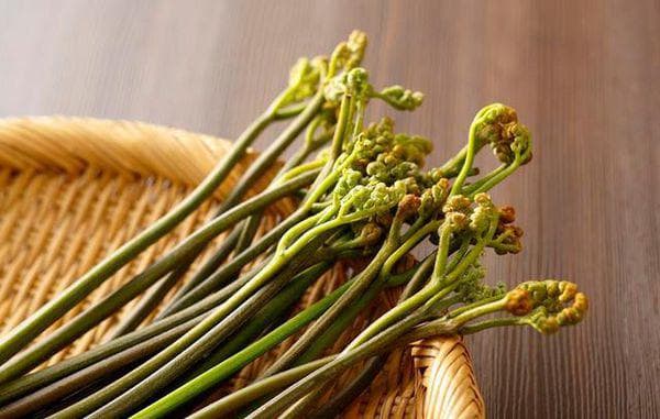 蕨菜是什么样子？