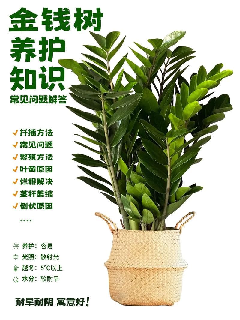 金钱树的养殖方法和注意事项详解