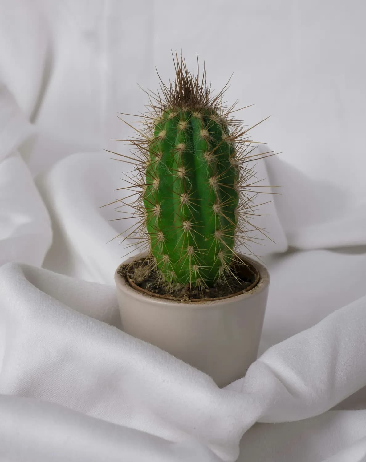 仙人掌也能美成这样？！室内绿植新玩法